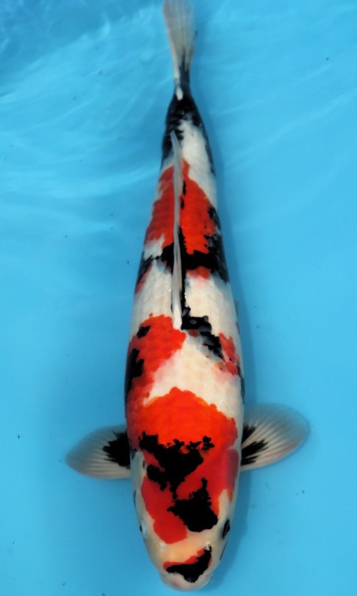 Koi picture