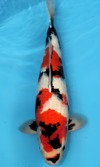 Koi