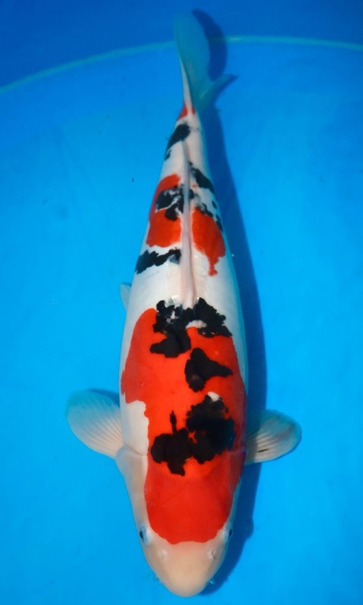 Koi picture