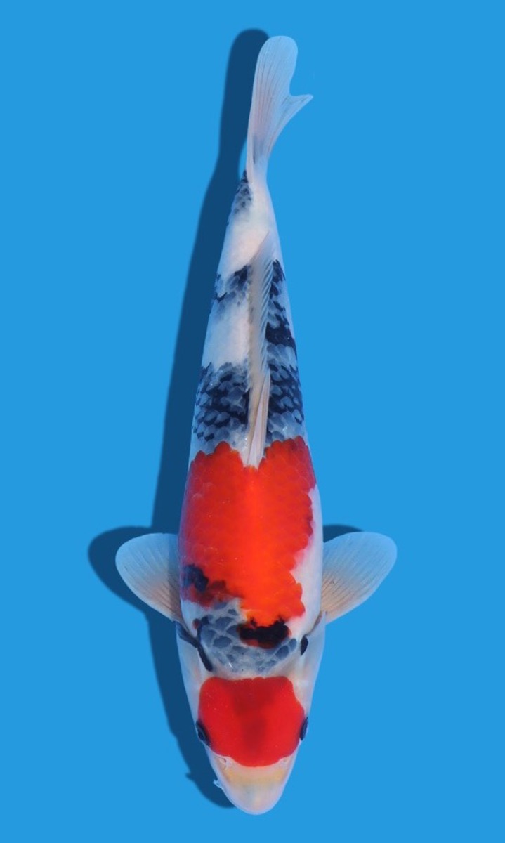 Koi picture