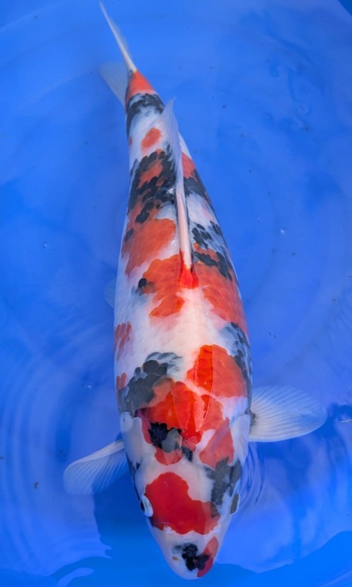 Koi picture