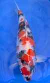Koi