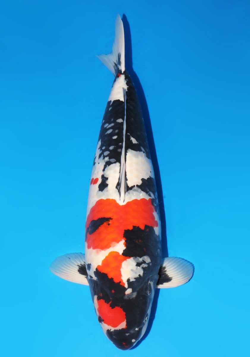 Koi picture