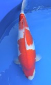 Koi
