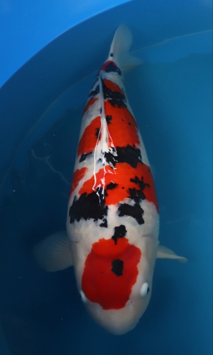 Koi picture