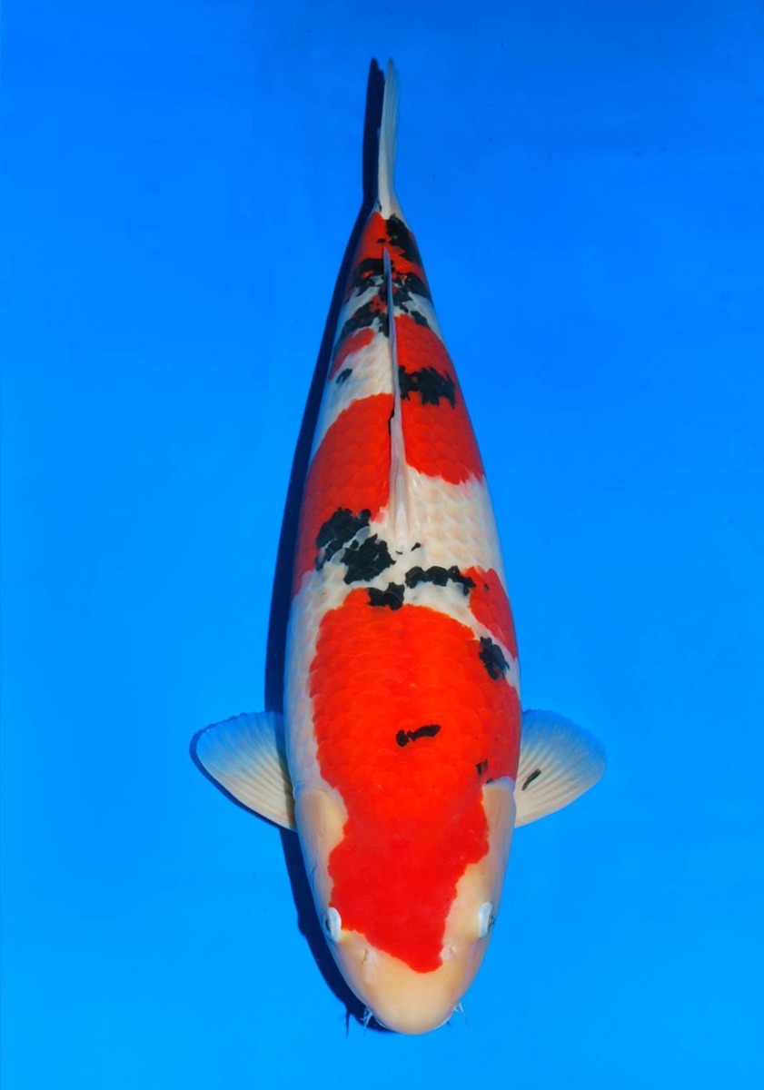 Koi picture