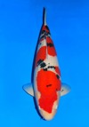 Koi