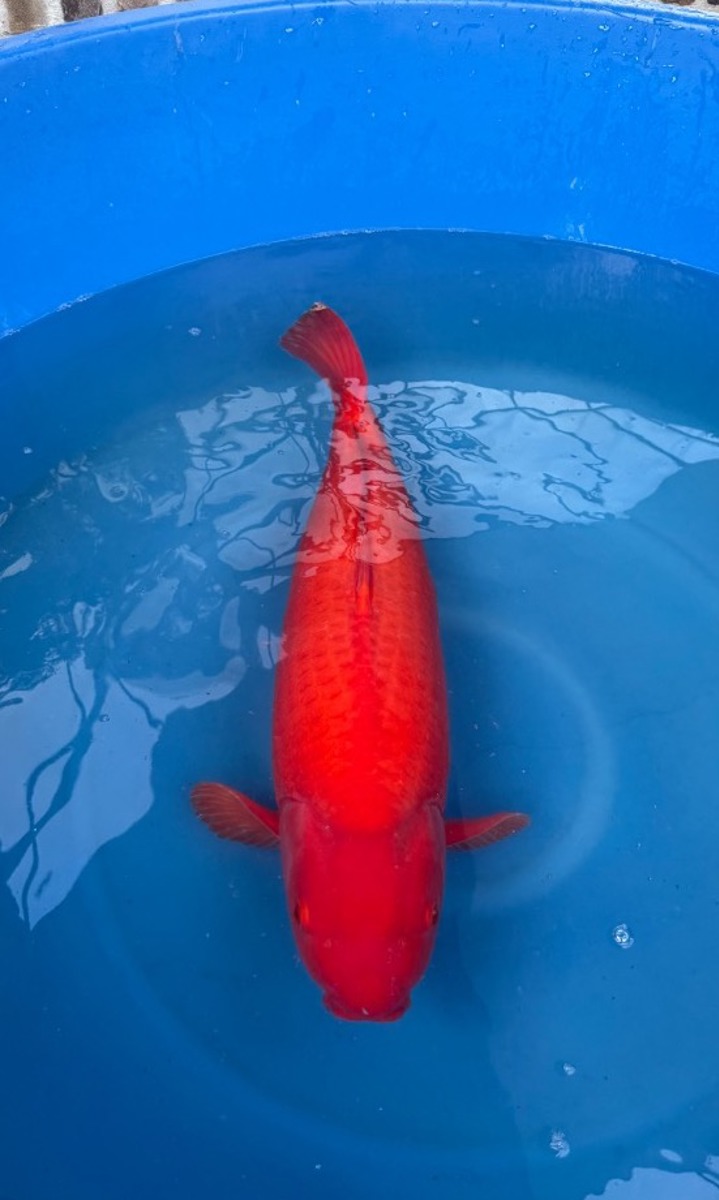 Koi picture