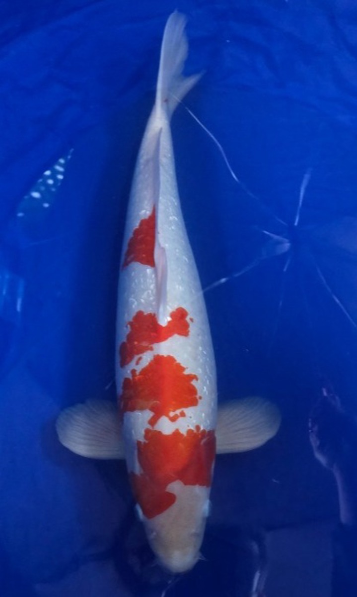 Koi picture